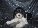 Female cavachon Puppy for sale #38|Shipping By Delta Air to Providence Rhode Island only $150|Visa and masterCard Accepted